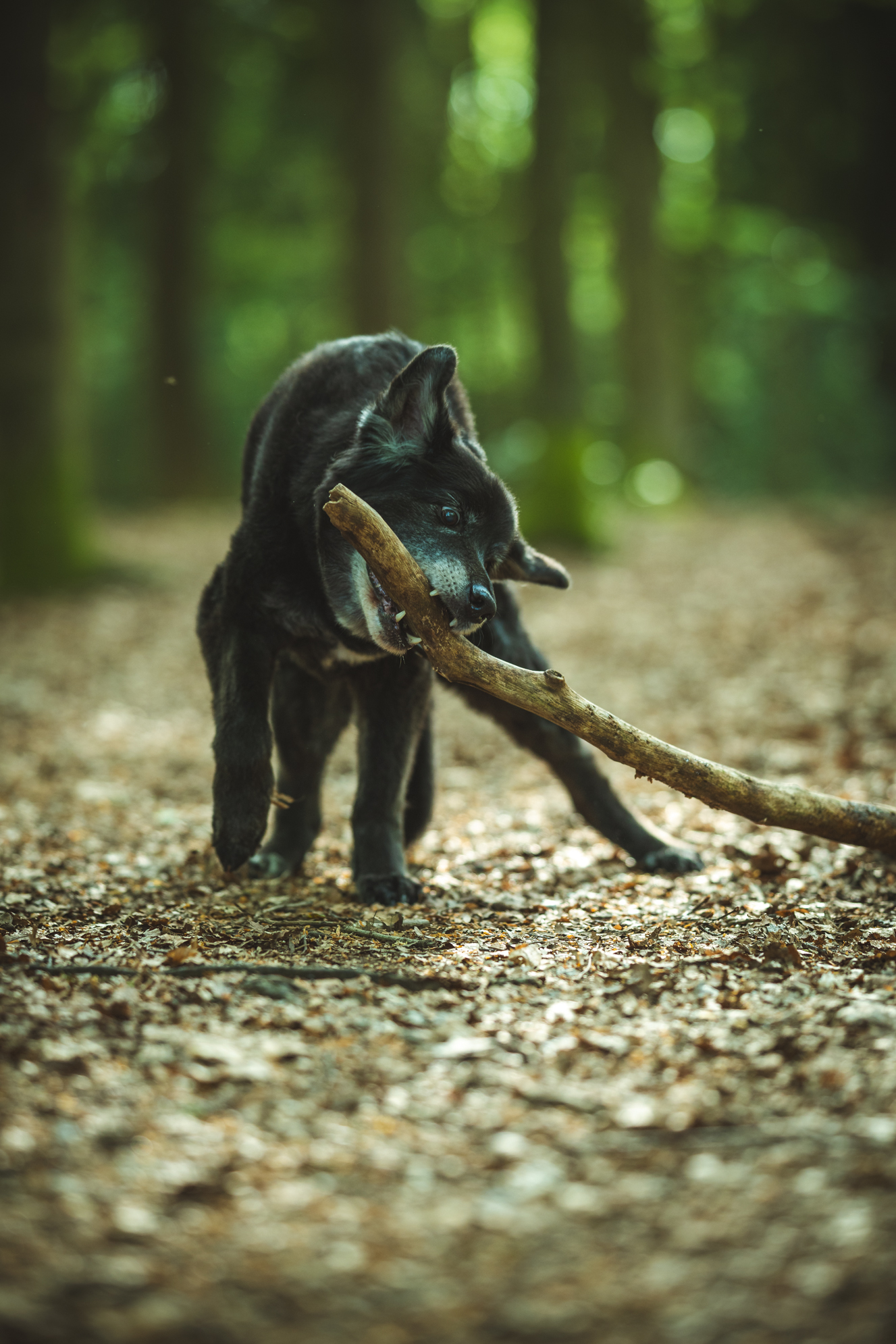 Hundefotografie Ostfriesland Aurich